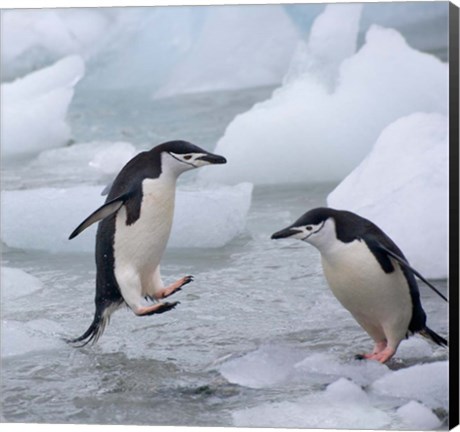 Framed Chinstrap Penguins on ice, Antarctica Print