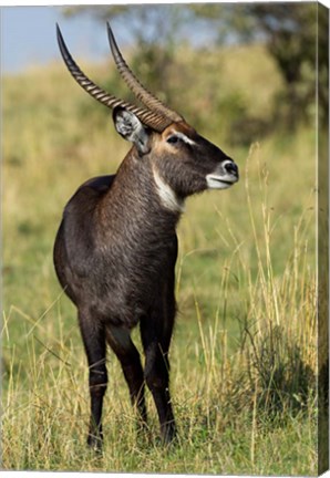 Framed Common Waterbuck wildlife, Maasai Mara, Kenya Print