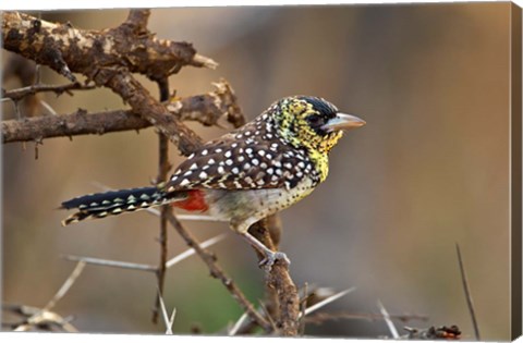 Framed D&#39;Arnaud&#39;s Barbet bird, Samburu Reserve, Kenya Print