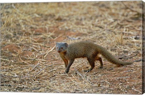 Framed Dwarf Mongoose, Samburu Game Reserve, Kenya Print