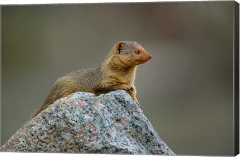 Framed Dwarf Mongoose, Serengeti National Park, Tanzania Print