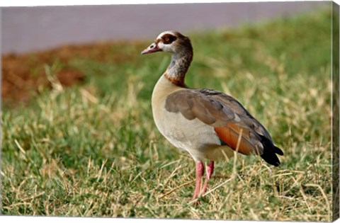 Framed Egyptian Goose, Samburu Game Reserve, Kenya Print