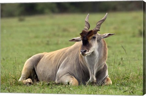 Framed Eland (Taurotragus oryx) Kenya&#39;s largest antelope Print