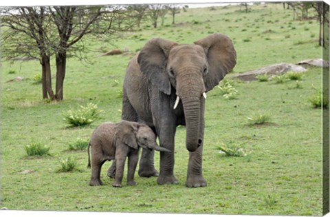 Framed Female African Elephant with baby, Serengeti National Park, Tanzania Print