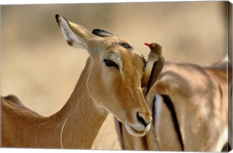 Framed Female Impala with Red-billed Oxpecker, Samburu Game Reserve, Kenya Print