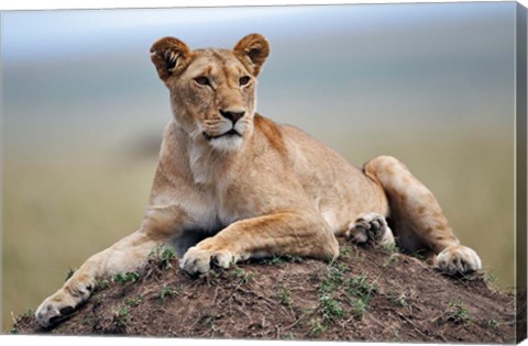 Framed Female lion on termite mound, Maasai Mara, Kenya Print