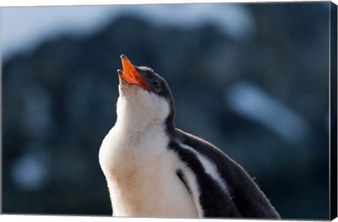 Framed Gentoo Penguin chick, Neko Harbor, Antarctica Print