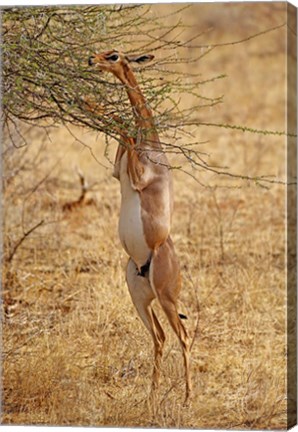 Framed Gerenuk antelope, Samburu Game Reserve, Kenya Print