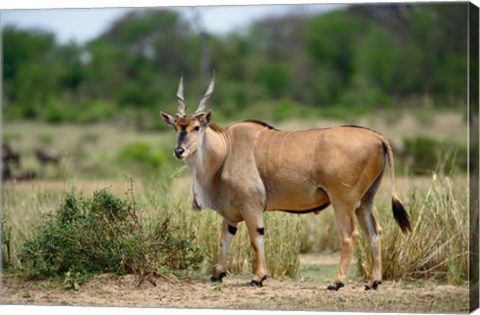 Framed Giant Eland wildlife, Serengeti National Park, Tanzania Print