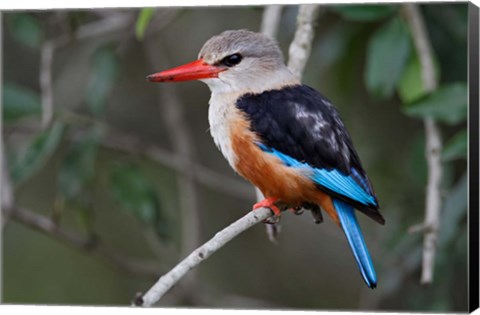 Framed Grey-headed Kingfisher bird, Maasai Mara, Kenya Print