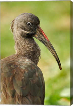 Framed Hadada Ibis bird, Samburu National Reserve, Kenya Print