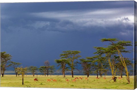 Framed Herd of male Impala, Lake Nakuru, Lake Nakuru National Park, Kenya Print