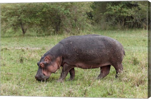 Framed Hippopotamus near riverside, Maasai Mara, Kenya Print