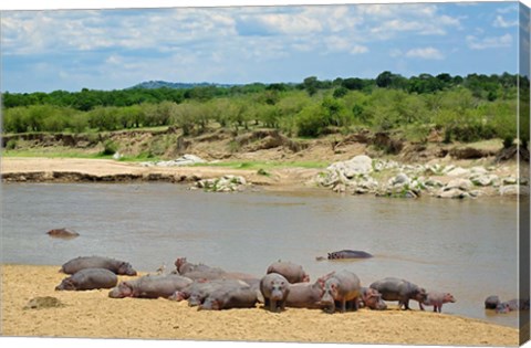 Framed Hippopotamus, Mara River, Serengeti NP, Tanzania Print