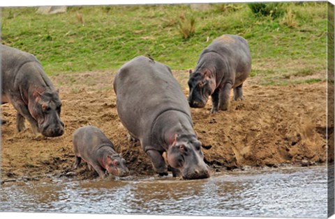 Framed Hippopotamus, Serengeti National Park, Tanzania Print
