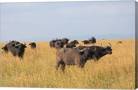 Framed African Buffalo (Syncerus caffer), Mount Kenya National Park, Kenya Print