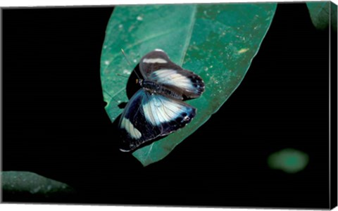 Framed Butterfly on leaf, Gombe National Park, Tanzania Print