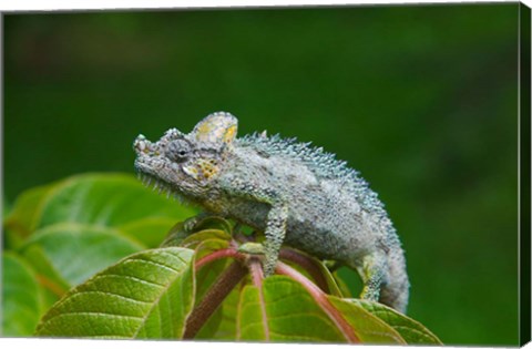 Framed Chameleon on leaves, Nakuru, Kenya Print