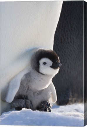 Framed Baby Emperor Penguin, Snow Hill Island, Antarctica Print