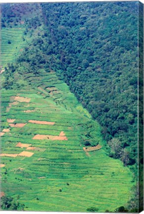 Framed Abutting Agricultural Development, Uganda Print