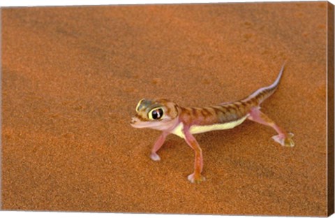 Framed Desert Gecko, Namib Desert, Namibia Print