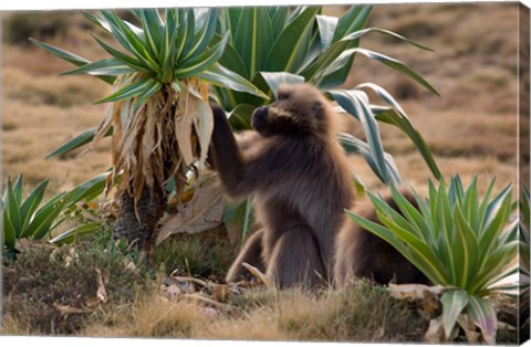 Framed Gelada Baboons With Giant Lobelia, Simen National Park, Northern Ethiopia Print