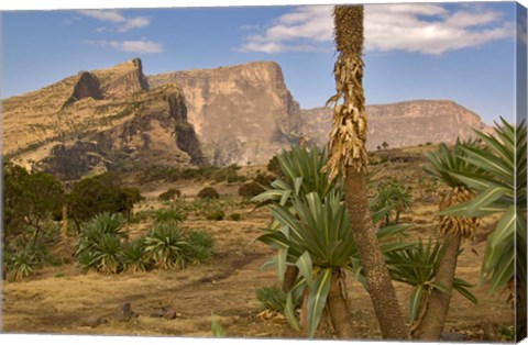 Framed Giant Lobelia, Simen National Park, Northern Ethiopia Print