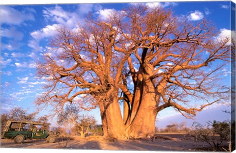 Framed Baobab, Okavango Delta, Botswana Print