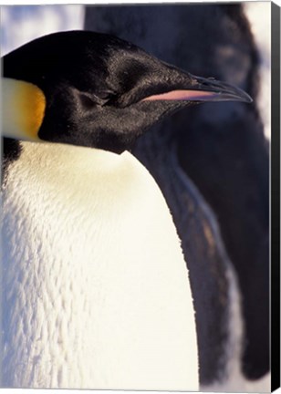 Framed Emperor Penguin, Antarctica Print