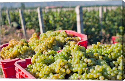 Framed Harvesting Chardonnay grapes in Huailai Rongchen vineyard, Hebei Province, China Print