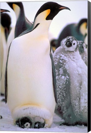 Framed Emperor Penguins, Antarctic Peninsula, Antarctica Print