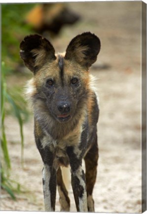 Framed African Wild Dog near Hwange NP, Zimbabwe, Africa Print