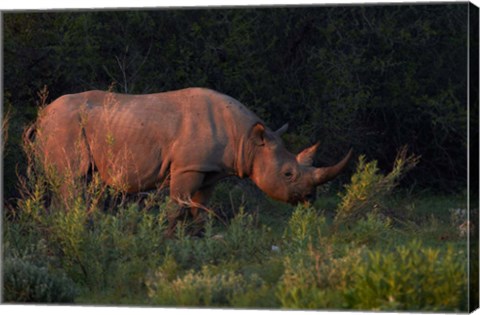 Framed Black rhinoceros Diceros bicornis, Etosha NP, Namibia, Africa. Print