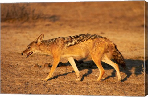 Framed Black-backed jackal, Canis mesomelas, Etosha NP, Namibia, Africa. Print