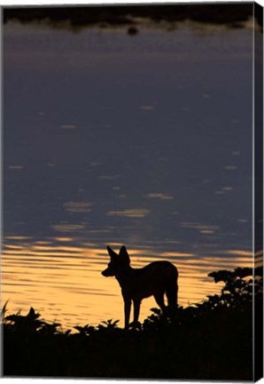 Framed Black-backed jackal, Okaukuejo waterhole, Etosha NP, Namibia, Africa. Print