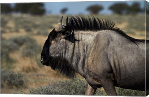 Framed Blue wildebeest, Connochaetes taurinus, Etosha NP, Namibia, Africa. Print