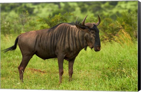 Framed Blue wildebeest, Kruger National Park, South Africa Print