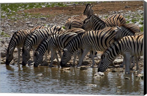 Framed Burchells zebra at Okaukuejo waterhole, Etosha NP, Namibia, Africa. Print