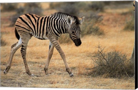 Framed Burchells zebra foal, burchellii, Etosha NP, Namibia, Africa. Print