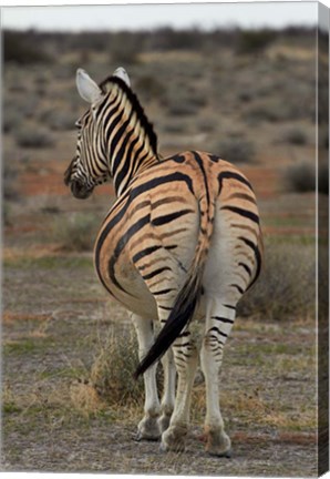 Framed Burchells zebra with mismatched stripes, Etosha NP, Namibia, Africa. Print