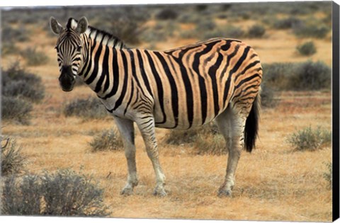 Framed Burchells zebra, burchellii, Etosha NP, Namibia, Africa. Print