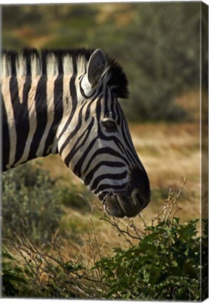 Framed Zebra&#39;s head, Namibia, Africa. Print