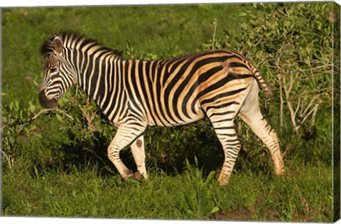 Framed Burchells zebra, burchellii, Kruger NP, South Africa Print