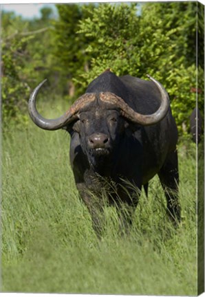 Framed Cape buffalo, Hwange National Park, Zimbabwe, Africa Print