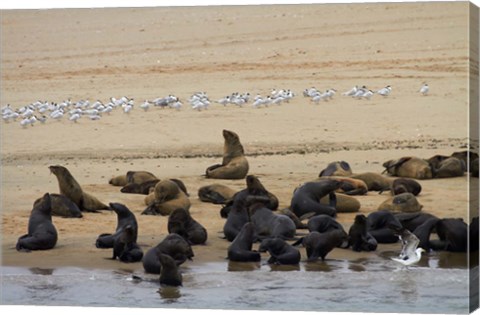 Framed Cape Fur Seal colony at Pelican Point, Walvis Bay, Namibia, Africa. Print