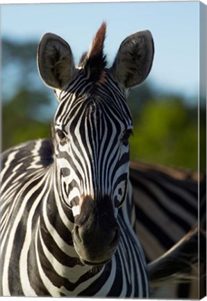 Framed Chapman&#39;s zebra, Hwange National Park, Zimbabwe, Africa Print