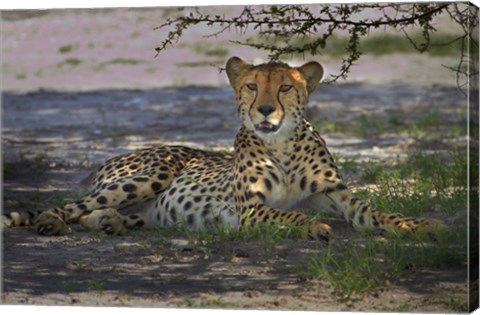 Framed Cheetah,Acinonyx jubatus, Nxai Pan NP, Botswana, Africa Print