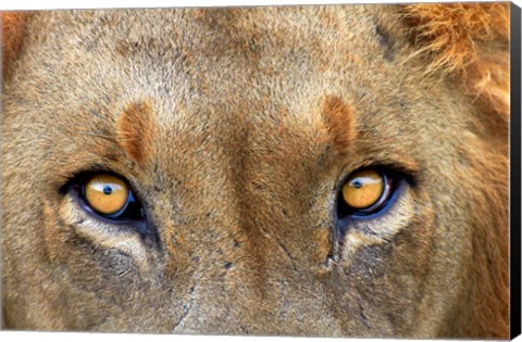 Framed Close-up of Male Lion, Kruger National Park, South Africa. Print