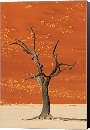 Framed Dead tree, sand dunes, Deadvlei, Namib-Naukluft National Park, Namibia Print