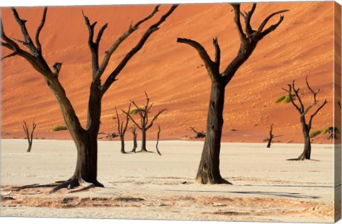 Framed Dead trees with sand dunes, Namibia Print